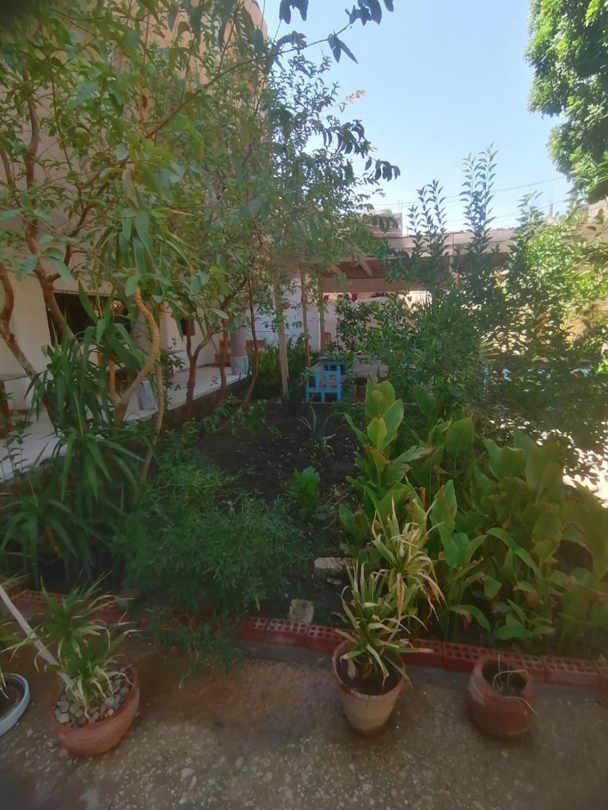 Rose Guest House Luxor Exterior foto