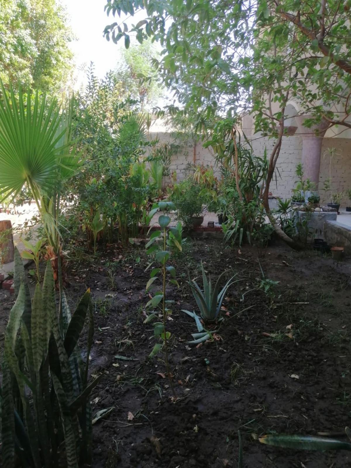 Rose Guest House Luxor Exterior foto